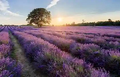 Golden hour in a lavender field in Banstead, Surrey