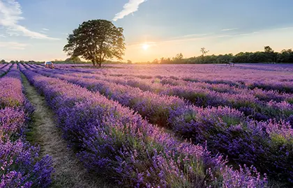 View of lavender fields in Banstead, Surrey